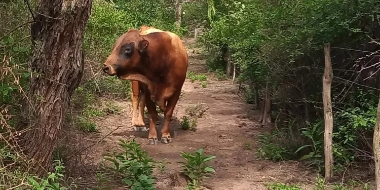 el-toro-criollo-e1648126579443-750x375