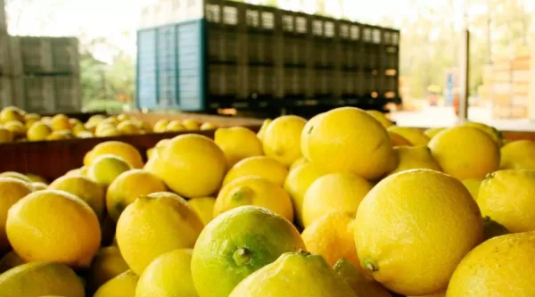 600x333_limn-poder-legislativo-propuesta-ejecutivo-declaro-estado-emergencia-sector-citricola-foto-ilustrativa-archivo-965401-110805