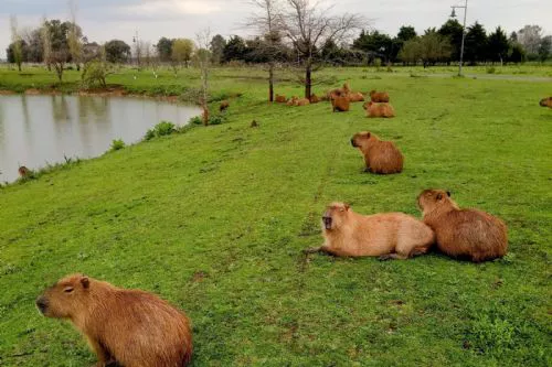 f500x333-75240_99043_37