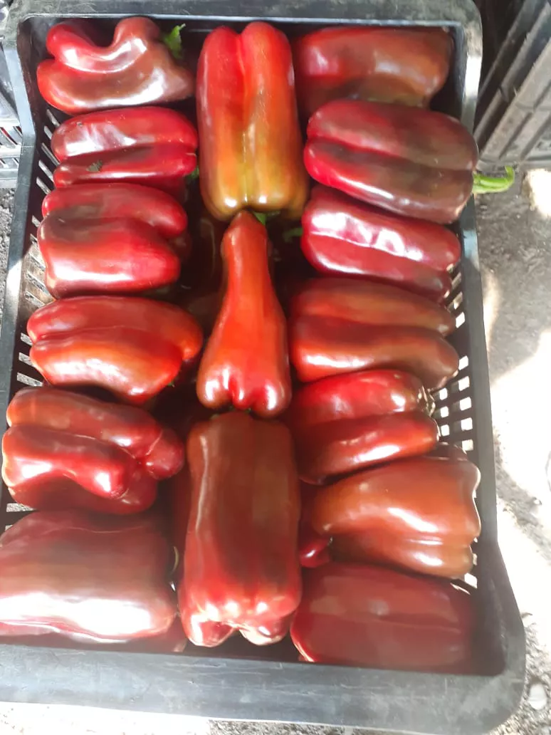 WhatsApp Image 2021-12-30 at 23.54.10 (2)