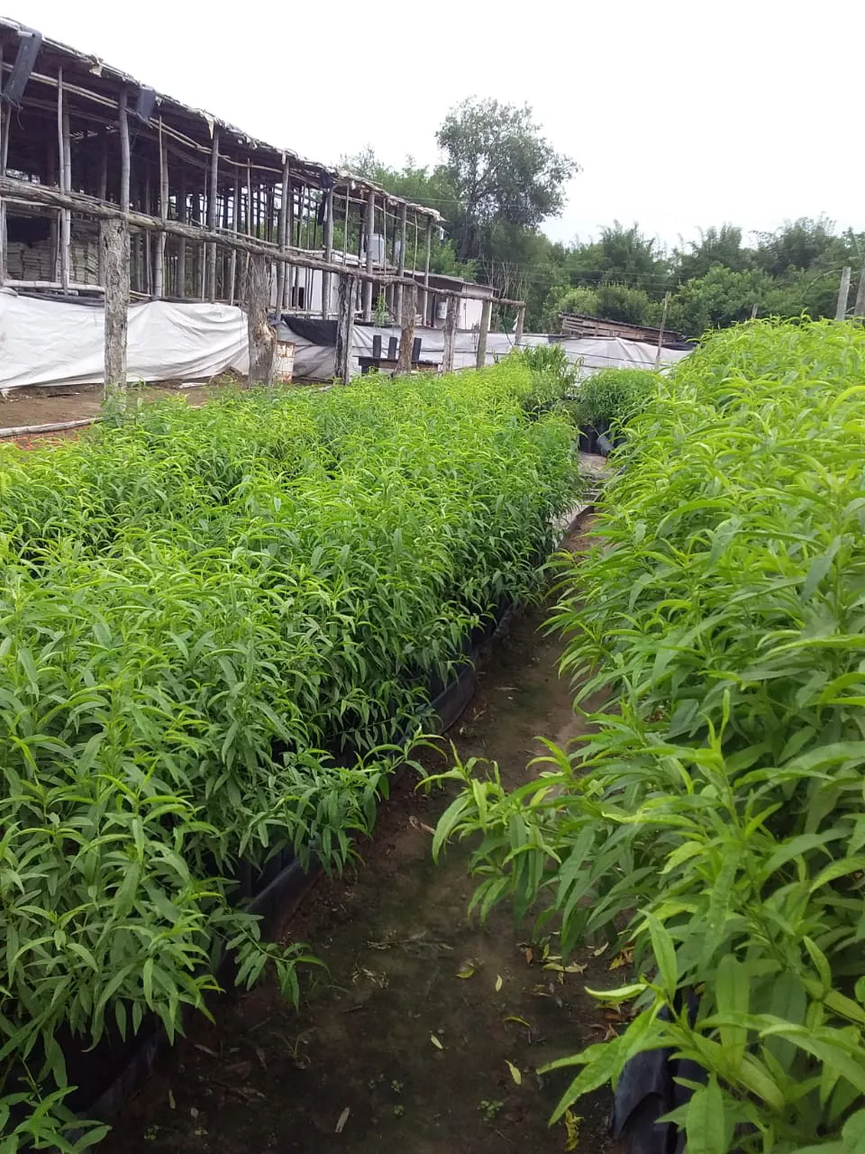 WhatsApp Image 2021-11-17 at 07.11.36