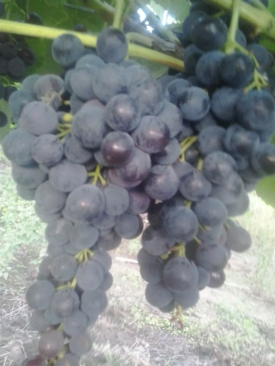 WhatsApp Image 2021-11-02 at 13.41.25 (4)